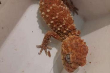 Geckos kaufen und verkaufen Photo: 1.0 Nephrurus amyae, NZ 2021 Geckos kaufen und verkaufen Photo: 1.0 Nephrurus amyae, NZ 2021