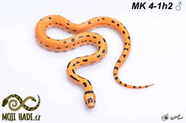 Schlangen kaufen und verkaufen Foto: Magmaking NEW hybrid Lampropletis