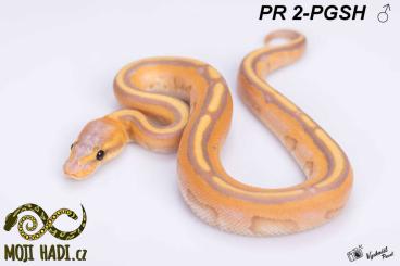 Ball Pythons kaufen und verkaufen Photo: Python regius - Königspythons Ball Pythons kaufen und verkaufen Photo: Python regius - Königspythons
