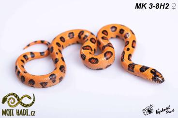 Schlangen kaufen und verkaufen Foto: Magmaking NEW hybrid Lampropletis