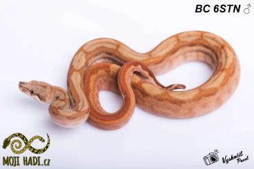 Boas kaufen und verkaufen Photo: Boa constrictor CB 2022/2023