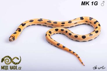 Snakes kaufen und verkaufen Photo: Magmaking NEW hybrid Lampropletis