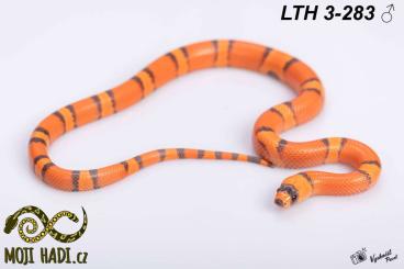 Schlangen kaufen und verkaufen Foto: Lampropeltis baby for Hamm