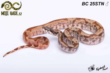 Schlangen kaufen und verkaufen Foto: Boa constrictor Albino T+ nicaragua Motlay Salmon