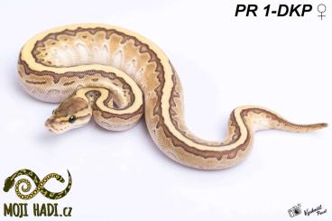 Schlangen kaufen und verkaufen Foto: Python regius baby Cb 2023