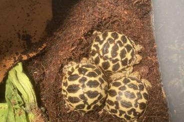 Schildkröten kaufen und verkaufen Foto: Geochelone elegans s-India cb 2025 Schildkröten kaufen und verkaufen Foto: Geochelone elegans s-India cb 2025