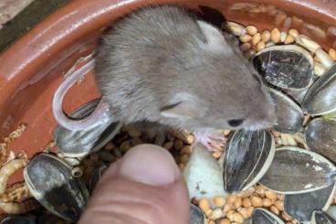 Exotic mammals kaufen und verkaufen Photo: Verona Reptiles Paromyscus ssp Exotic mammals kaufen und verkaufen Photo: Verona Reptiles Paromyscus ssp