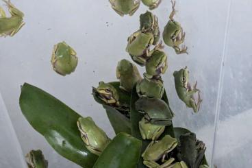 frogs kaufen und verkaufen Photo: Only wholesale Litoria caerulea Baby CB F1 Line Indonesia frogs kaufen und verkaufen Photo: Only wholesale Litoria caerulea Baby CB F1 Line Indonesia