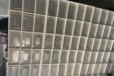 Schlangen kaufen und verkaufen Foto: Rack 85x70x200 und ein Baby Rack Schlangen kaufen und verkaufen Foto: Rack 85x70x200 und ein Baby Rack