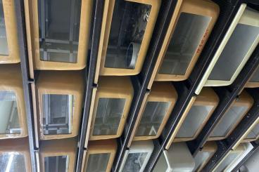 Schlangen kaufen und verkaufen Foto: Boa oder Python Racks zu verkaufen Ungarn Schlangen kaufen und verkaufen Foto: Boa oder Python Racks zu verkaufen Ungarn