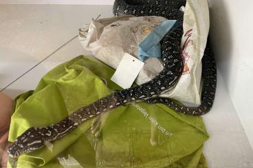 Pythons kaufen und verkaufen Foto: Python anchietae, Python regius Morelia Spilota Spilota Pythons kaufen und verkaufen Foto: Python anchietae, Python regius Morelia Spilota Spilota