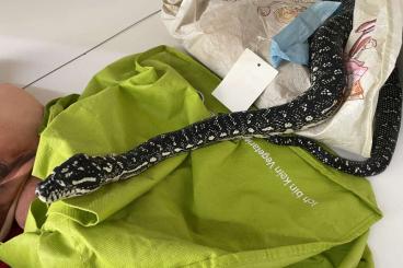 Pythons kaufen und verkaufen Foto: Python anchietae, Python regius Morelia Spilota Spilota Pythons kaufen und verkaufen Foto: Python anchietae, Python regius Morelia Spilota Spilota