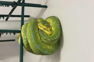 Pythons kaufen und verkaufen Foto: Python anchietae, Python regius Morelia Spilota Spilota Pythons kaufen und verkaufen Foto: Python anchietae, Python regius Morelia Spilota Spilota