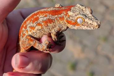 Geckos kaufen und verkaufen Foto: Diverse Rhacodactylus Auriculatus (Höckerkopfgeckos) Geckos kaufen und verkaufen Foto: Diverse Rhacodactylus Auriculatus (Höckerkopfgeckos)