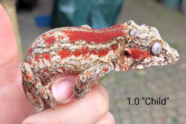 Geckos kaufen und verkaufen Foto: Rhacodactylus Auriculatus (Höckerkopfgeckos) u.a. für HAMM