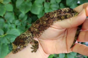 Geckos kaufen und verkaufen Photo: 1.0 M. Chahoua Pine Island US-lineage Geckos kaufen und verkaufen Photo: 1.0 M. Chahoua Pine Island US-lineage