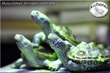 Turtles and Tortoises kaufen und verkaufen Photo: Malaclemys terrapin centrata - Diamantschildkröten 