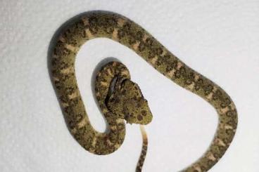 Giftschlangen kaufen und verkaufen Foto: 1.3 CB24 Bothriechis (schlegelii) nigroadspersus Giftschlangen kaufen und verkaufen Foto: 1.3 CB24 Bothriechis (schlegelii) nigroadspersus