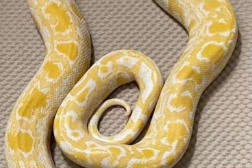 Snakes kaufen und verkaufen Photo: Dwarf 75% Progschai Albino Tigerpython Snakes kaufen und verkaufen Photo: Dwarf 75% Progschai Albino Tigerpython