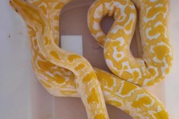Snakes kaufen und verkaufen Photo: Dwarf 75% Progschai Albino Tigerpython Snakes kaufen und verkaufen Photo: Dwarf 75% Progschai Albino Tigerpython