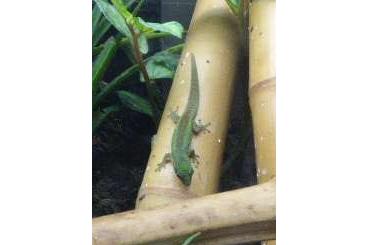 Geckos kaufen und verkaufen Foto: Nachzuchten Phelsuma Robertmertensi abzugeber Geckos kaufen und verkaufen Foto: Nachzuchten Phelsuma Robertmertensi abzugeber