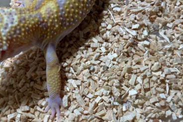 Geckos kaufen und verkaufen Foto: Leopardgecko Tremper Albino Super Giant