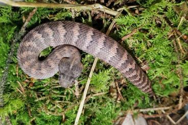 Venomous snakes kaufen und verkaufen Photo: Acanthophis Laevis (Molukken) Venomous snakes kaufen und verkaufen Photo: Acanthophis Laevis (Molukken)
