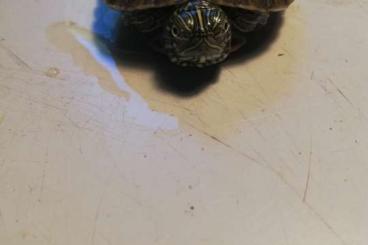 Schildkröten  kaufen und verkaufen Foto: Pseudemys concinna concinna, Westliche Hieroglyphen-Schmuckschildkröte
