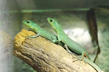 Lizards kaufen und verkaufen Photo: Reptilienbörse Frankfurt 08.06.25 Lizards kaufen und verkaufen Photo: Reptilienbörse Frankfurt 08.06.25