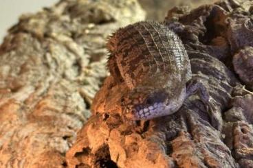 Echsen kaufen und verkaufen Foto: 1,1 Egernia depressa NZ 22 abzugeben Echsen kaufen und verkaufen Foto: 1,1 Egernia depressa NZ 22 abzugeben