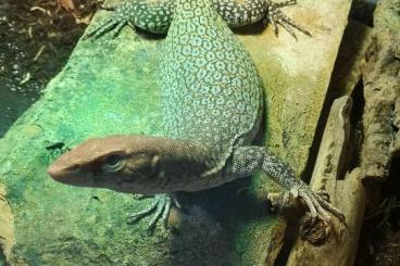 Lizards kaufen und verkaufen Photo: Some lizard for hamm in September Lizards kaufen und verkaufen Photo: Some lizard for hamm in September