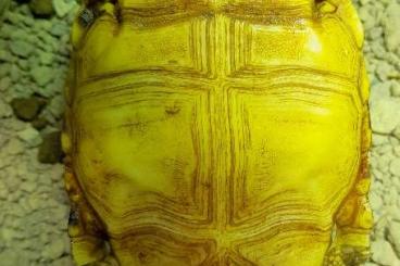 Landschildkröten kaufen und verkaufen Foto: Biete 3,3,1 Pyxis arachnoides