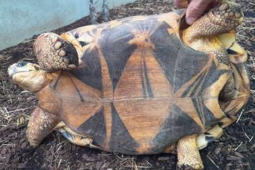 Landschildkröten kaufen und verkaufen Foto: 1,0 Astrochelys radiata for sale