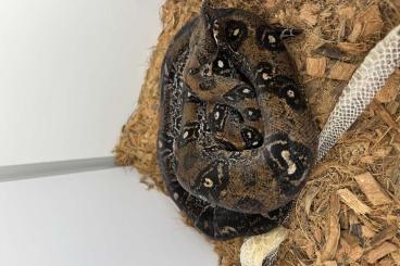 Boas kaufen und verkaufen Foto: Adulte breeder Boas for sale ! Leopard/Sharp/Anery1/Jungle Boas kaufen und verkaufen Foto: Adulte breeder Boas for sale ! Leopard/Sharp/Anery1/Jungle