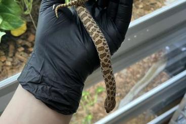 Nattern ungiftige kaufen und verkaufen Foto: BIG 2024 Hognose Snakes Heterodon Hamm September Nattern ungiftige kaufen und verkaufen Foto: BIG 2024 Hognose Snakes Heterodon Hamm September