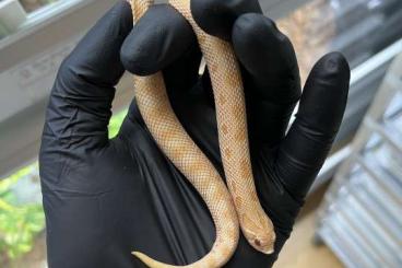 Colubrids kaufen und verkaufen Photo: Hognose Hakennasennattern Heterodon 2024 Yeti Albino Axantic Colubrids kaufen und verkaufen Photo: Hognose Hakennasennattern Heterodon 2024 Yeti Albino Axantic