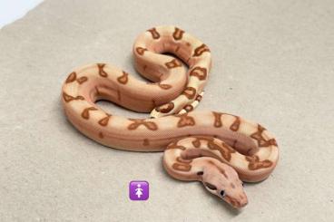 Boas kaufen und verkaufen Photo: Hamm September Boa Babies 2025 Mandarin Belly Hypo Labyrinth Boas kaufen und verkaufen Photo: Hamm September Boa Babies 2025 Mandarin Belly Hypo Labyrinth