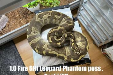 Ball Pythons kaufen und verkaufen Photo: Adult males for Hamm September - Bongo Clown Ball Pythons kaufen und verkaufen Photo: Adult males for Hamm September - Bongo Clown