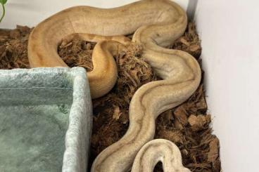 Boas kaufen und verkaufen Foto: Proven breeder 1.0 Hypo motley Scoria 100% het. Anery1 + Sharp Albino