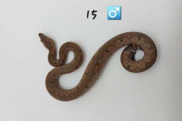 Boas kaufen und verkaufen Foto: Candoia paulsoni Hamm September Boas kaufen und verkaufen Foto: Candoia paulsoni Hamm September