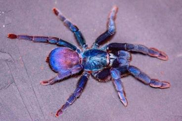 - bird spiders kaufen und verkaufen Photo: Cardiopelma, Cyriopagopus, Haploclastus, Megaphobema, Ornithoctoninae