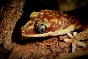 Geckos kaufen und verkaufen Photo: Oedura monilis / Lepidophyma flavimaculatum