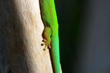 Geckos kaufen und verkaufen Foto: Phelsumen/Taggeckos, div. Nachzuchten