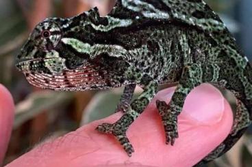 Echsen kaufen und verkaufen Foto: Trioceros cristatus Echsen kaufen und verkaufen Foto: Trioceros cristatus