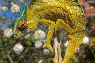 Echsen  kaufen und verkaufen Foto: Captivebred Trioceros cristatus 