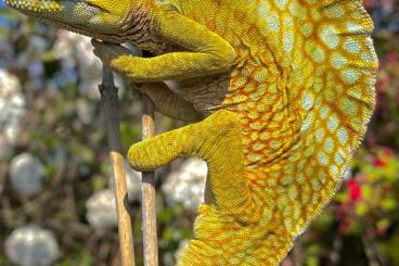 Lizards kaufen und verkaufen Photo: Trioceros cristatus captivebred animals