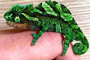 Lizards kaufen und verkaufen Photo: Trioceros cristatus captivebred animals 