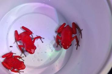 Poison dart frogs kaufen und verkaufen Photo:  0.0.6. Oophaga pumilio solarte 