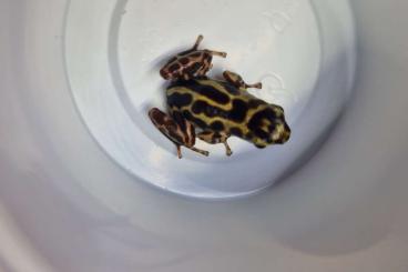 Poison dart frogs kaufen und verkaufen Photo: Oophaga pumilio Bastimentos cremefarbe