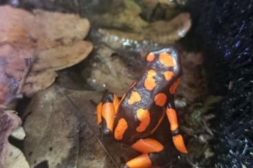 Pfeilgiftfrösche kaufen und verkaufen Foto: Oophaga histrionica Bahia Solano 